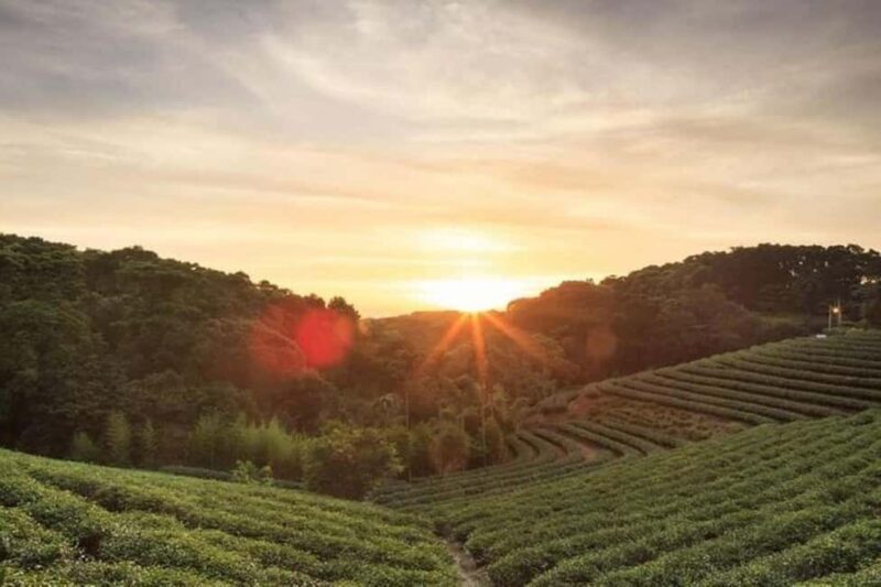 Nairobi: Kiambethu Tea Farm Day Tour with Lunch - Key Points