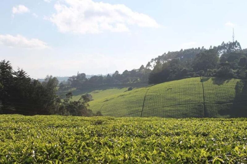 Nairobi: Kiambethu Tea Farm Day Tour with Lunch - The Journey from Nairobi to Kiambethu