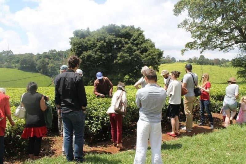 Nairobi: Kiambethu Tea Farm Tour with Lunch - Guided Walk in the Forest and Gardens