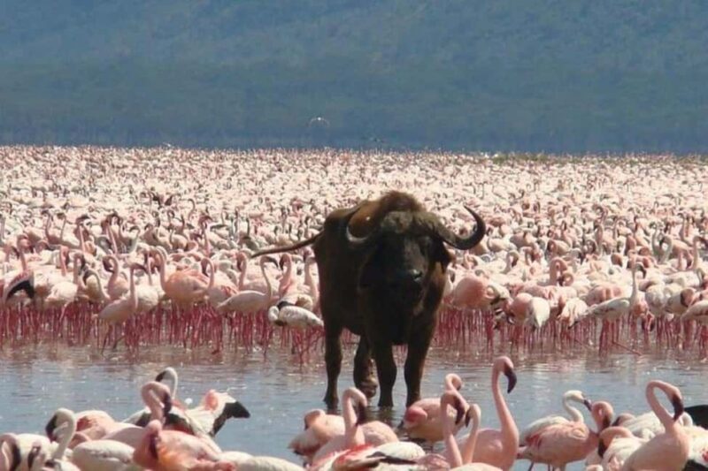 Nairobi: Lake Nakuru National Park and Lake Naivasha Tour - Key Points