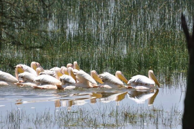 Nairobi: Lake Nakuru National Park and Lake Naivasha Tour - Who Should Consider This Tour?