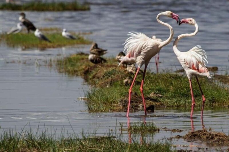 Nairobi: Lake Nakuru National Park and Lake Naivasha Tour - FAQs