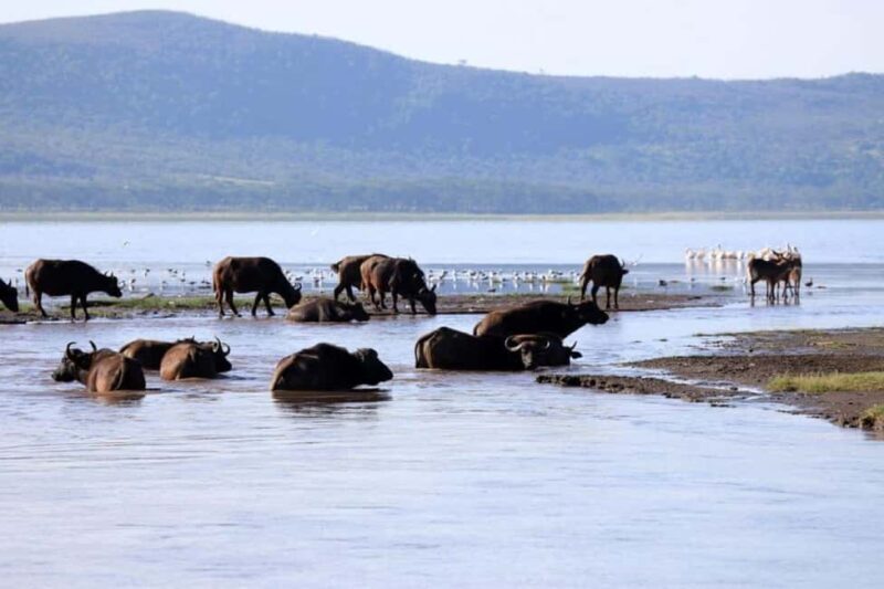 Nairobi: Lake Nakuru Small Group & optional Boat Ride - Who Will Love This Tour?