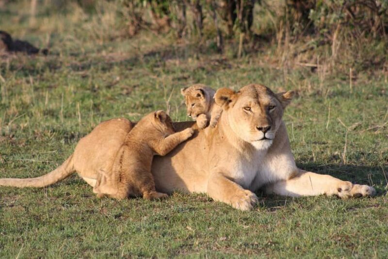 Nairobi: Maasai Mara Overnight Safari with Cultural Visit - An Authentic Kenyan Safari in a Compact Package