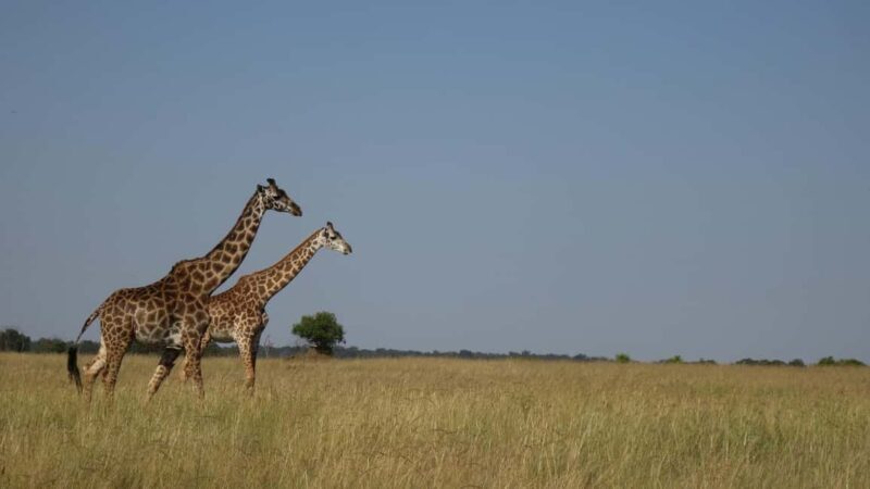 Nairobi: Maasai Mara Overnight Safari with Cultural Visit - Whats Included and Whats Not