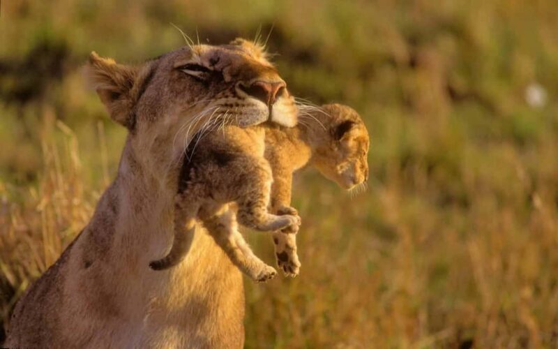 Nairobi: Masai Mara 3-Day Tour (Including 4X4 Jeep Safari) - Authentic Experiences and Practical Tips