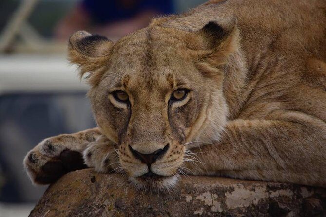 Nairobi Morning Safari/elephant Orphanage/giraffe Centre - Frequently Asked Questions (FAQs)