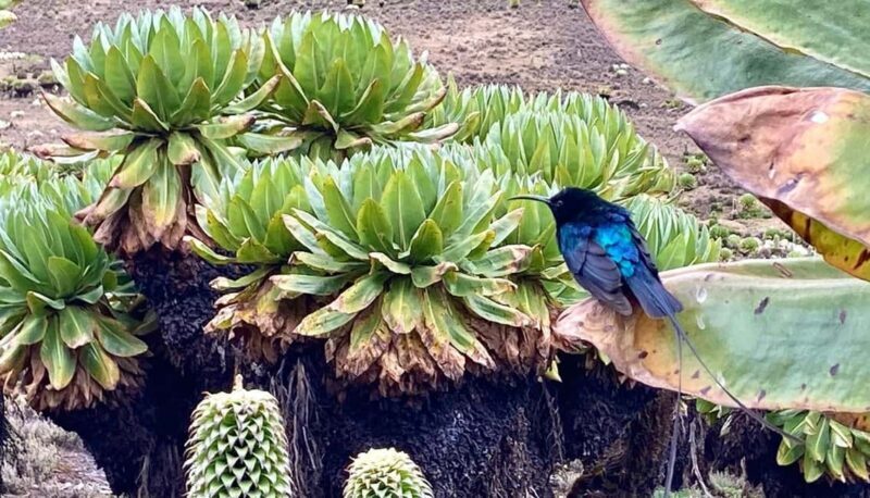 Nairobi: Mount Kenya Day Hike with Lunch - What the Reviews Say