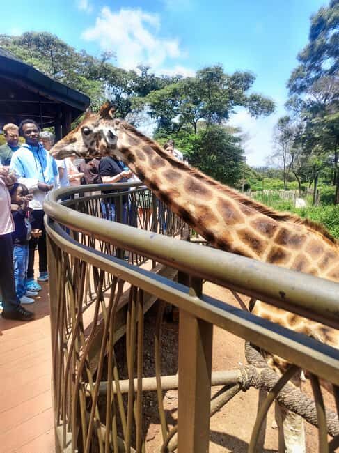 Nairobi: Museum, KICC, Giraffe Centre & Bomas of Kenya Tour - The Sum Up