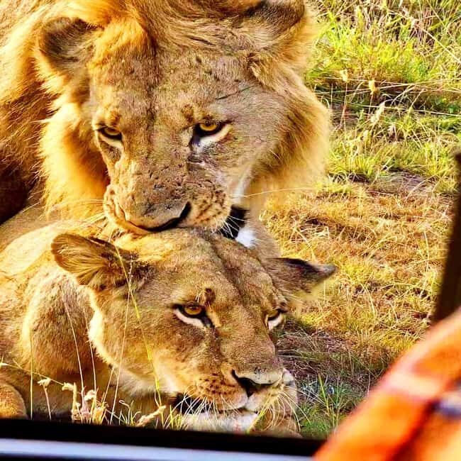 Nairobi: Nairobi National Park Half-Day Guided Game Drive - What Makes This Tour Stand Out