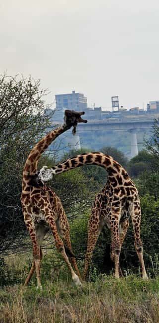 Nairobi: Nairobi National Park Half-Day Guided Game Drive - The Experience of Wildlife Viewing
