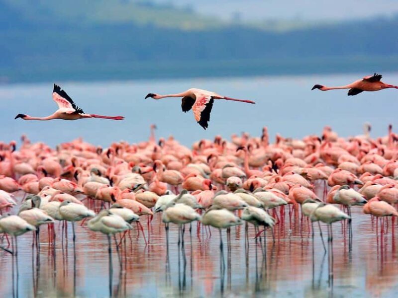 Nairobi: Nakuru National Park and Lake Naivasha Day Tour - Key Points