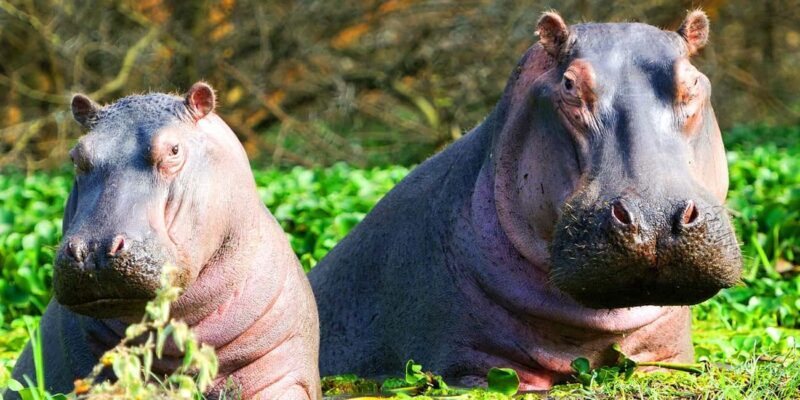 Nairobi: Nakuru National Park and Lake Naivasha Day Tour - Detailed Breakdown: The Journey in Depth
