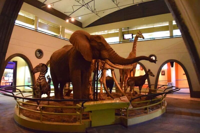 Nairobi National Museum and Snake Park Guided Day Tour - Exploring the Nairobi National Museum and Snake Park Guided Day Tour