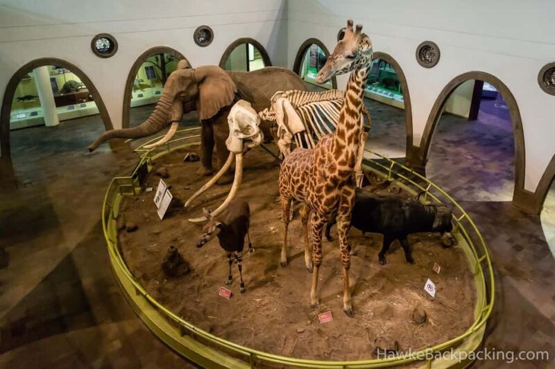 Nairobi National Museum and Snake Park Guided Day Tour - An In-Depth Look at the Tour