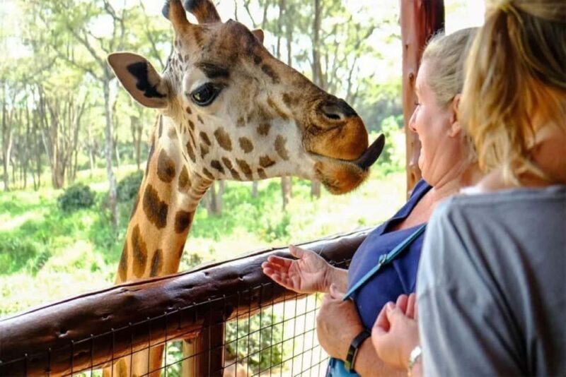 Nairobi: National Museum Giraffe Center and Bomas of Kenya - What to Expect and Considerations