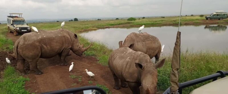 Nairobi National Park 5-hour Guided Game Drive Free Pick Up - A Practical Breakdown of the Tour Experience