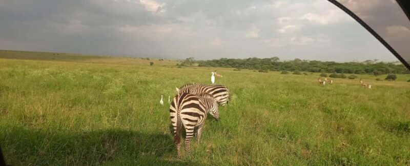 Nairobi National Park 5-hour Guided Game Drive Free Pick Up - Frequently Asked Questions