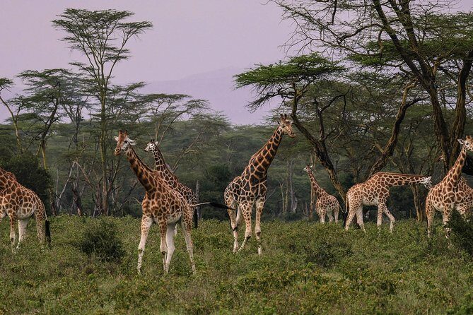 Nairobi National Park 5 Hours Tour - Key Points