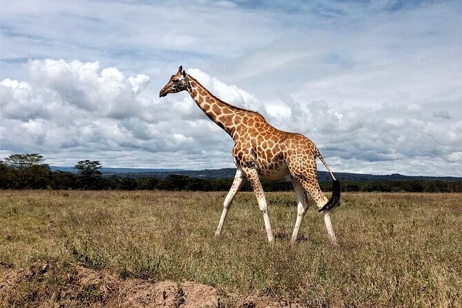 Nairobi National Park 6 am Group-Joining Game Drive - Who Is This Tour Best For?