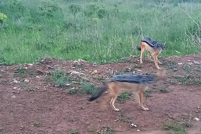 Nairobi National Park 6 am Group-Joining Game Drive - The Sum Up