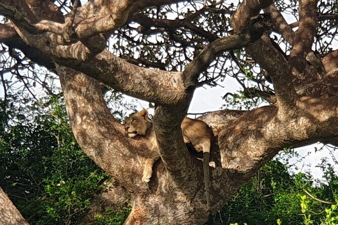 Nairobi National Park 6 am Group-Joining Game Drive - FAQs