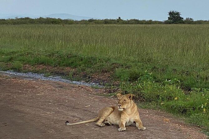 Nairobi national park and Giraffe center - Starting Point: Nairobi National Park