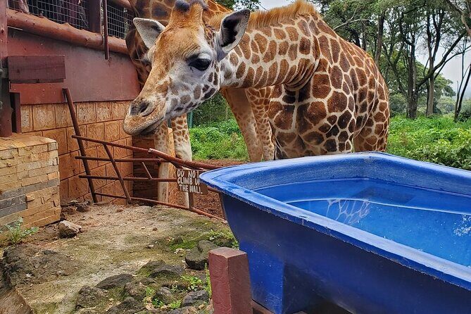 Nairobi national park and Giraffe center - What Travelers Are Saying