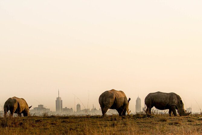 Nairobi National Park and Giraffe Center Day Tour - A Closer Look at the Tour Experience