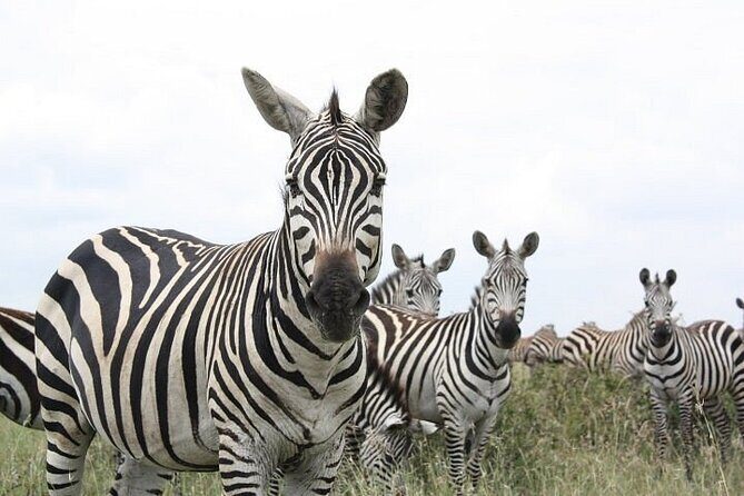 Nairobi National Park and Giraffe Center Day Tour - Who This Tour Is Best For