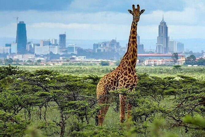 Nairobi National Park and Giraffe Center Day Tour - In The Sum Up
