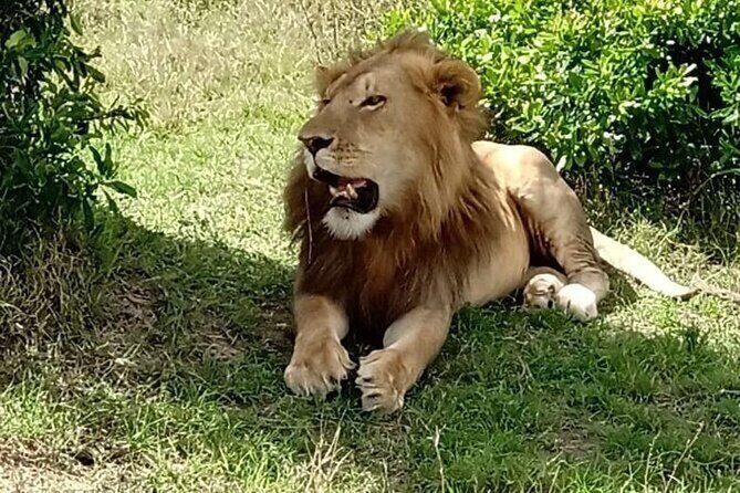 Nairobi National Park and Giraffe Center from Kenya with a Guide - The Itinerary in Detail