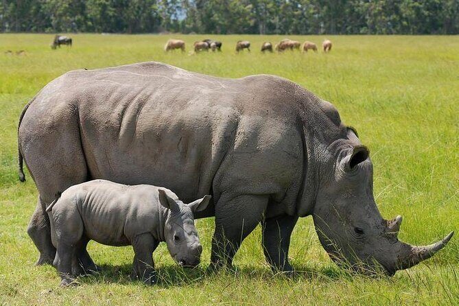 Nairobi National Park and Giraffe Center from Kenya with a Guide - Who Is This Tour Best For?