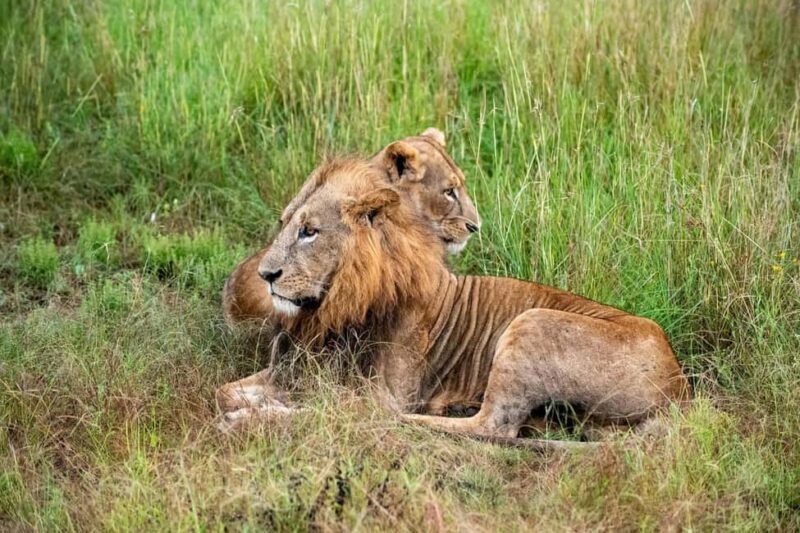 Nairobi National Park and Giraffe Day Trip - Key Points