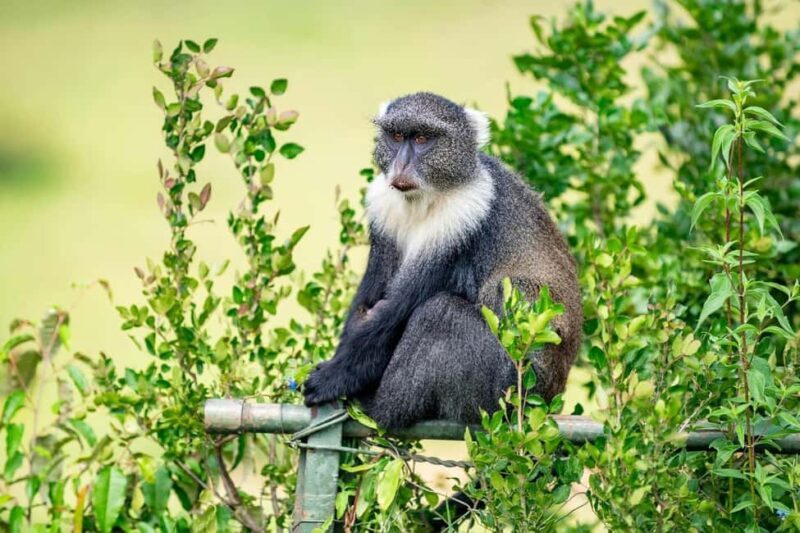 Nairobi National Park and Giraffe Day Trip - The Itinerary: What to Expect on This Day