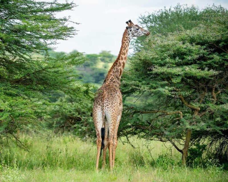 Nairobi National Park and Giraffe Day Trip - Practical Tips for Your Day