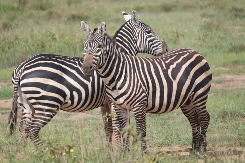 Nairobi National Park and Giraffe Day Trip - The Sum Up: Is It Worth Your Time?