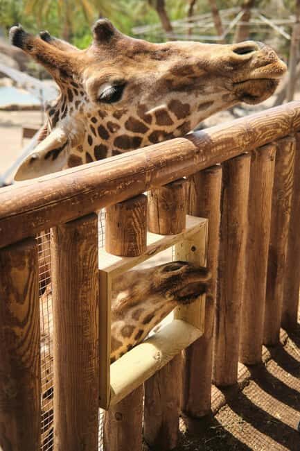 Nairobi National Park and Giraffe Day Trip - FAQs