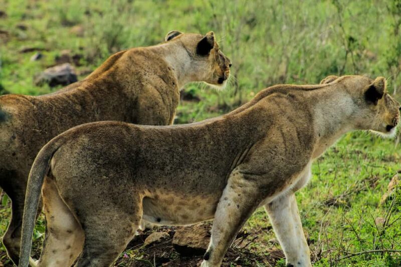 Nairobi: National Park, Baby Elephant & Giraffe Centre Tour - Introduction