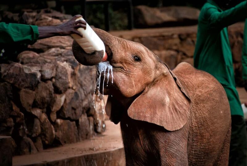 Nairobi: National Park, Baby Elephant & Giraffe Centre Tour - Key Points