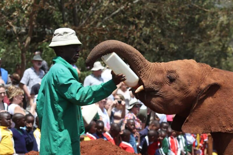 Nairobi: National Park, Baby Elephant & Giraffe Centre Tour - Practical Considerations