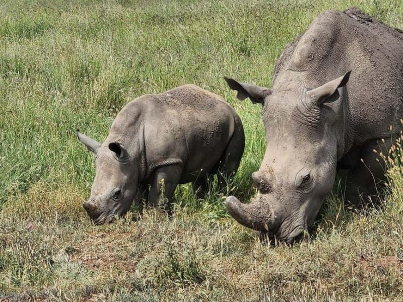 Nairobi: National Park, Baby Elephant & Giraffe Centre Tour - Who Is This Tour For?