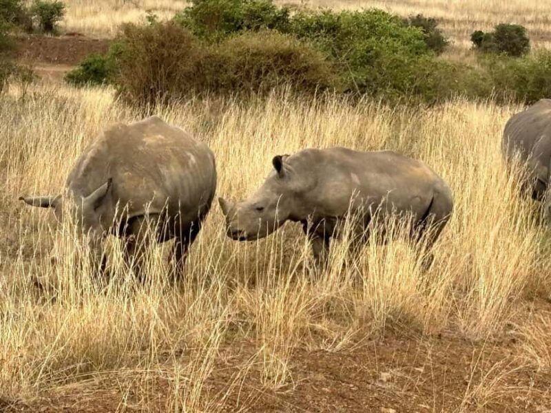 Nairobi: National Park, Baby Elephant & Giraffe Centre Tour - The Sum Up