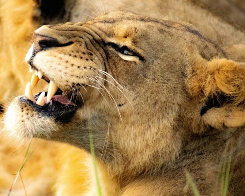 Nairobi: National Park, Baby Elephant & Giraffe Centre Tour - FAQ