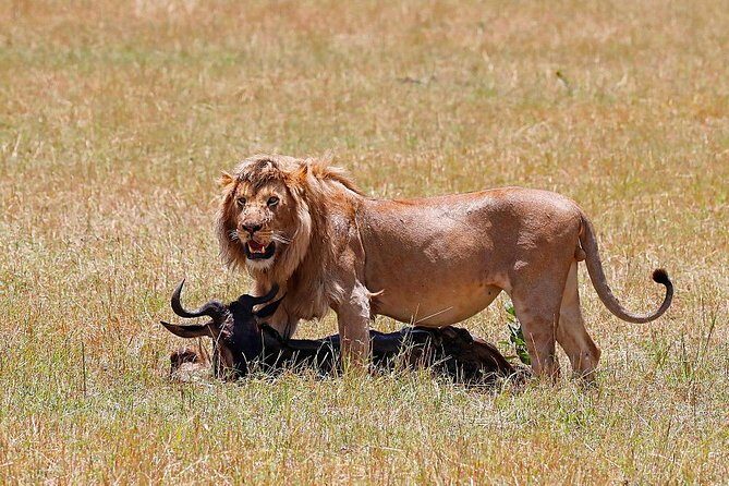 Nairobi National Park, Baby Elephant Orphanage and Giraffe Center - What’s Included and What’s Not