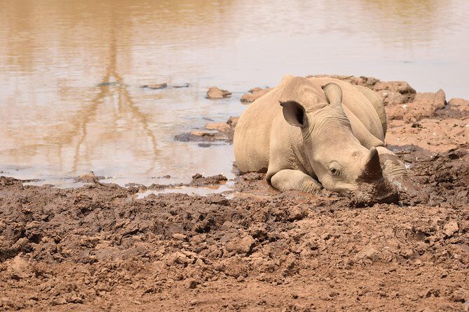 Nairobi National Park, Baby Elephant Orphanage and Giraffe Center - Authenticity and Value