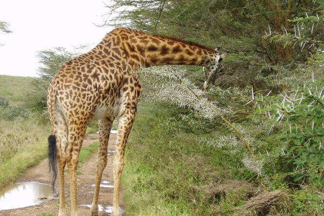 Nairobi National Park, Baby Elephant Orphanage and Giraffe Center - Who Should Book This Tour?