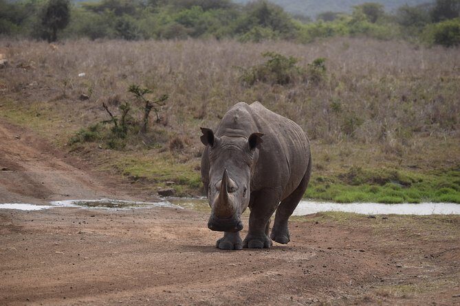 Nairobi National Park, Baby Elephant Orphanage and Giraffe Center - Final Thoughts