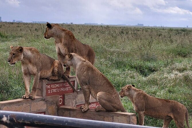 Nairobi National Park Daily Game drives. - What to Expect on Your Nairobi National Park Game Drive