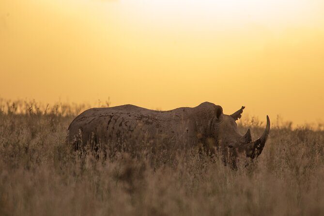 Nairobi National Park Day Tour - Final Takeaway